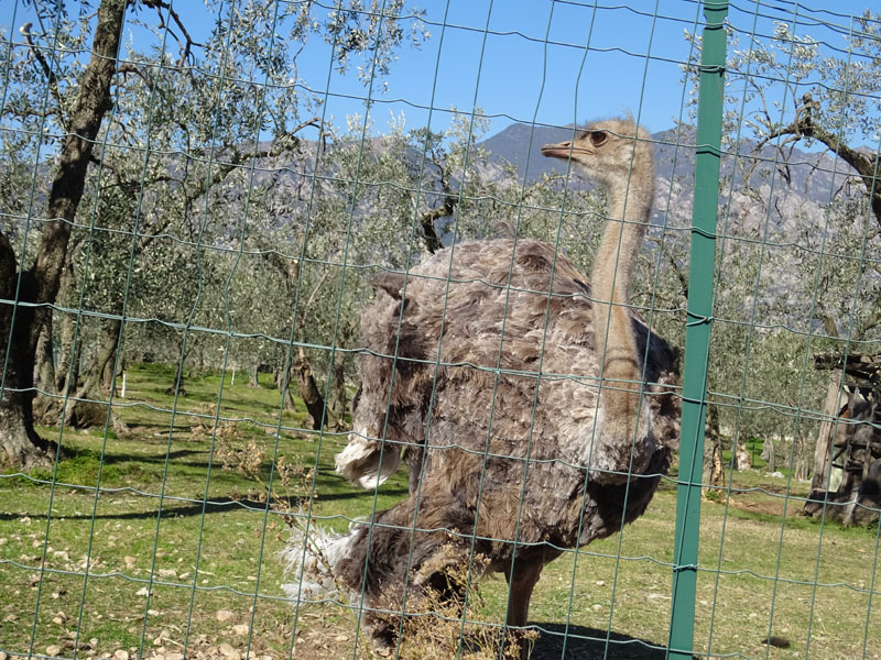 accoppiamento di struzzi.....con video